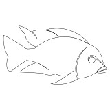 cichlid 003